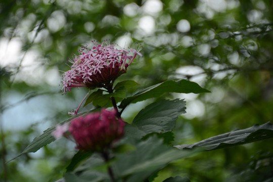 花素材