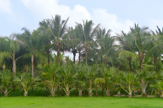 棕榈树林