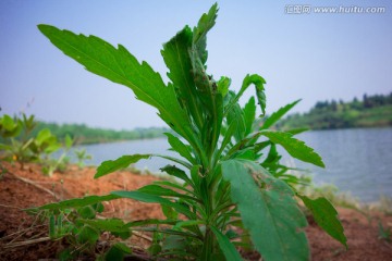 植物特写