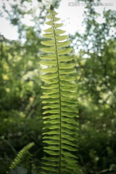 绿色植物