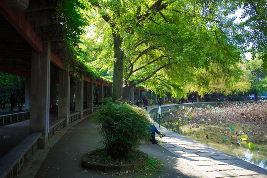 四川大学风光