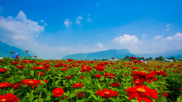 彭州花海