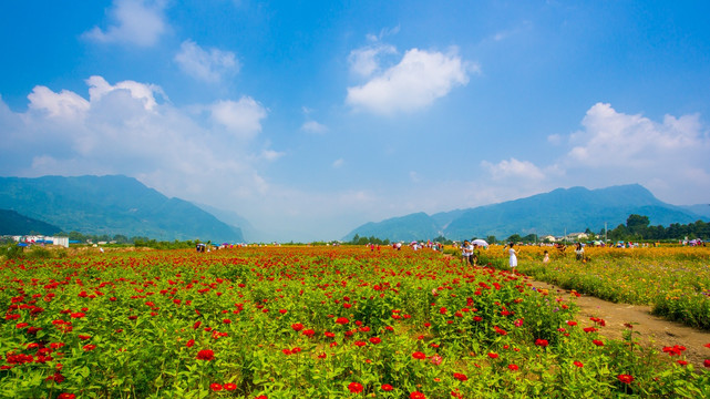 彭州花海