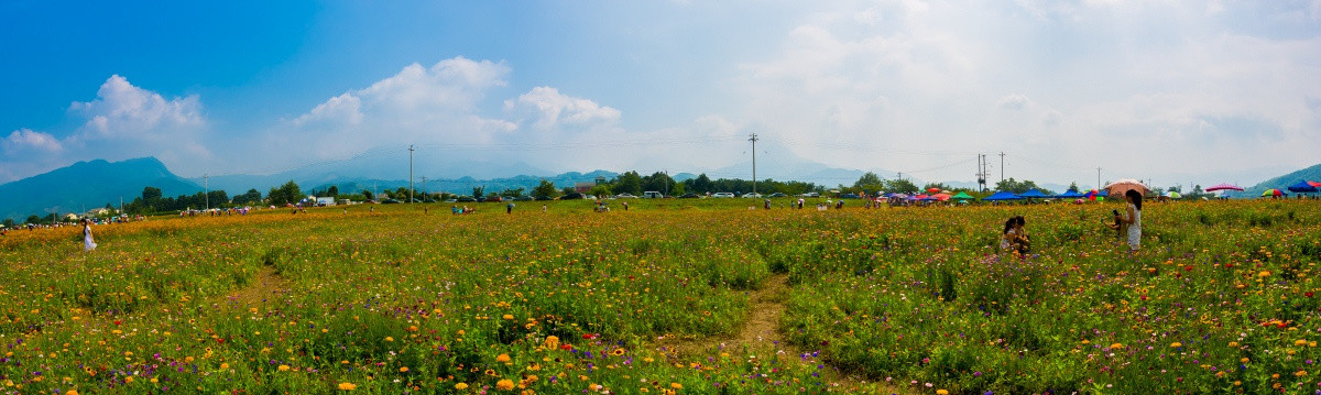 彭州花海