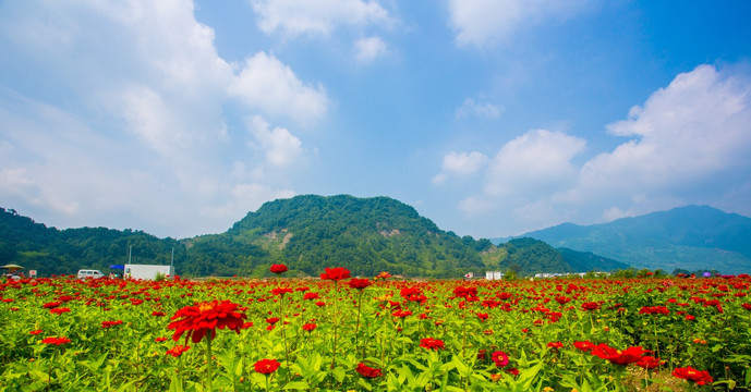 彭州花海