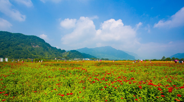 彭州花海