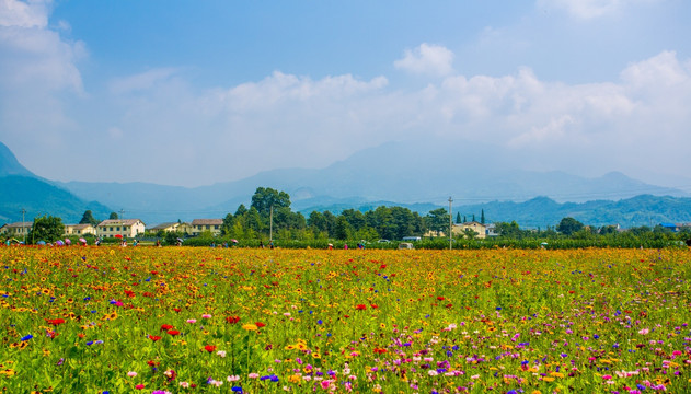 彭州花海