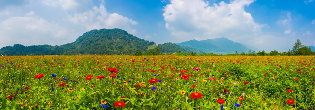 彭州花海