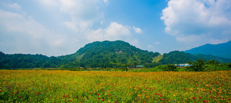 彭州花海