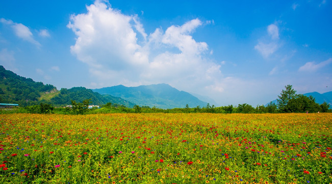 彭州花海