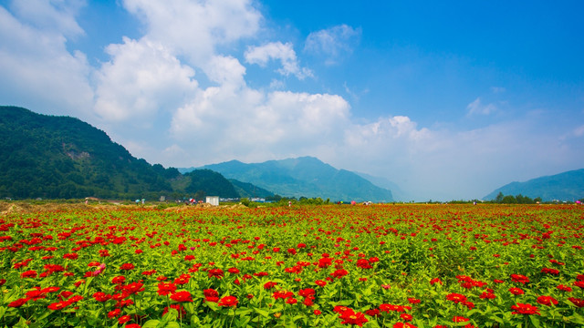 彭州花海