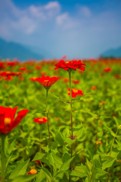 彭州花海