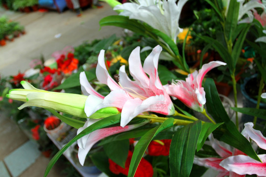 百合花