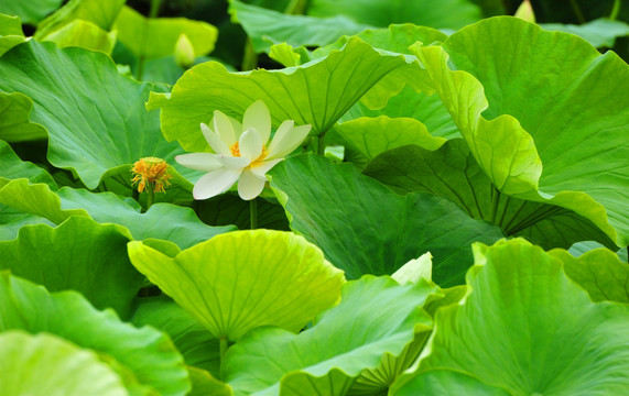 荷塘白莲花