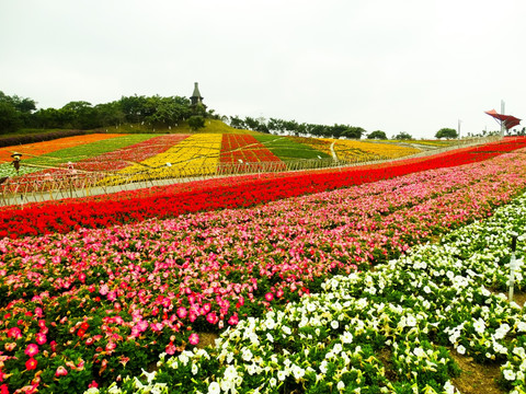 花田