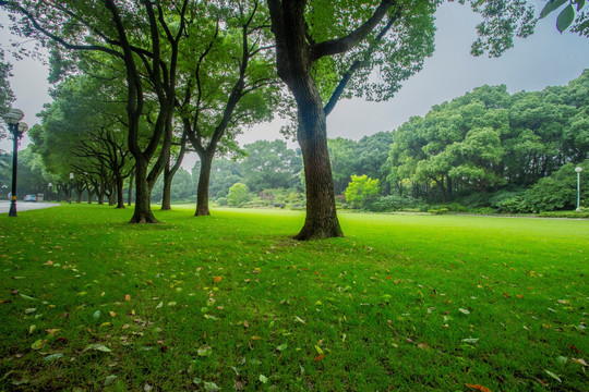 西郊宾馆草坪