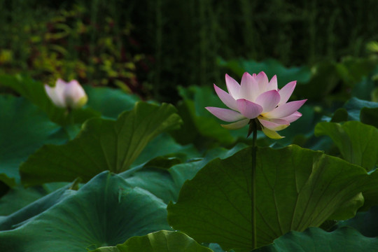 荷花莲花藕花水芸水芙蓉花卉