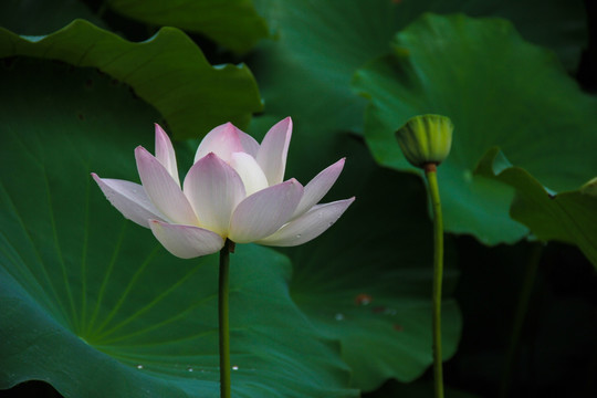 荷花莲花藕花水芸水芙蓉花卉