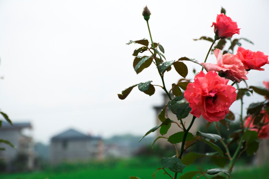 花卉 月季花 玫瑰