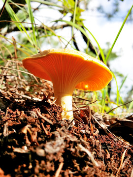 鸡油菌 野生菌