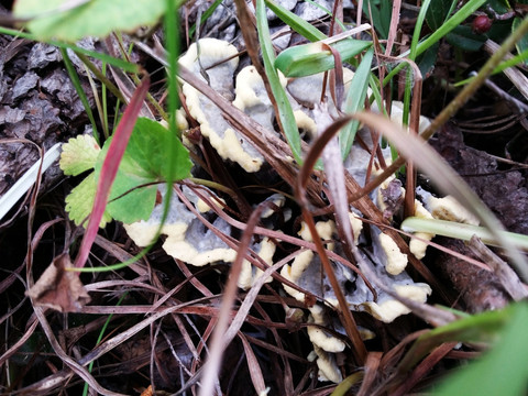 干巴菌 野生菌