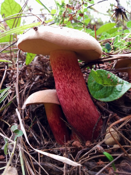 牛肝菌 野生菌 见手青