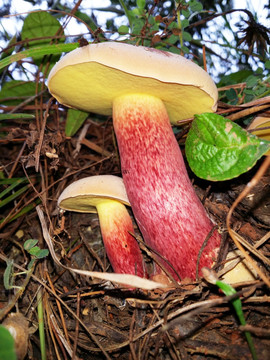 牛肝菌 野生菌 见手青