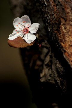 李花