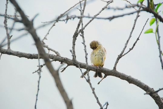 金翅雀 麻雀 山雀 树上的鸟