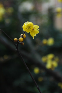 蜡梅金梅蜡花唐梅香梅花卉