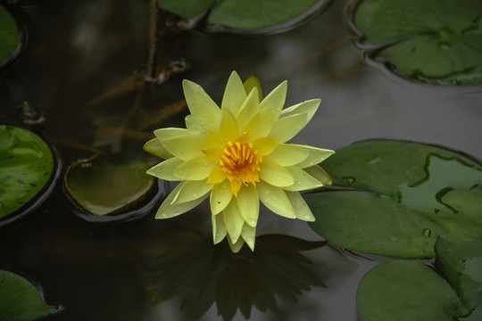 睡莲子午莲粉色睡莲矮睡莲花卉