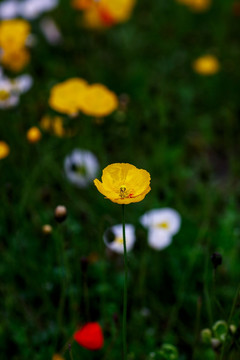 虞美人丽春花赛牡丹满园春花卉