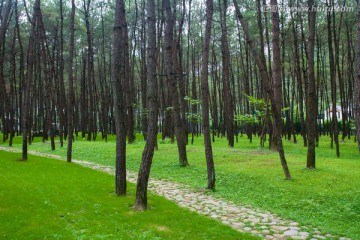 林间小路