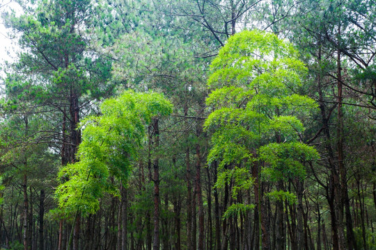 竹子 树林