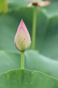 荷花摄影图片