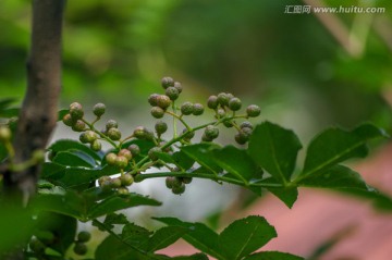 花椒