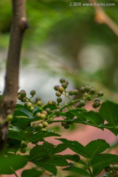 花椒