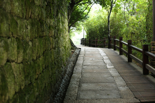 普陀山 山林