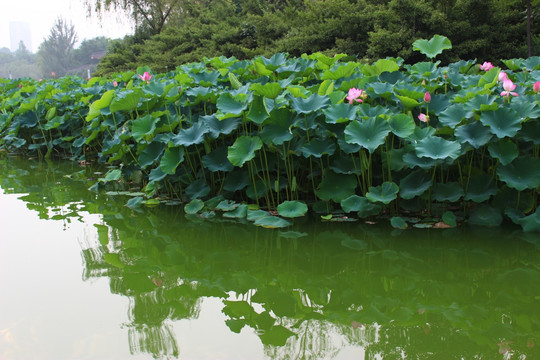 莲花池