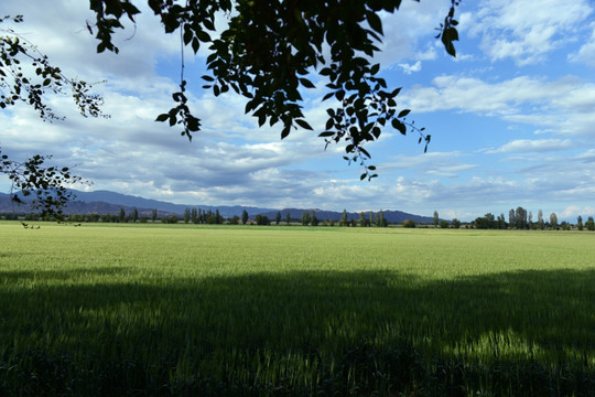 麦田