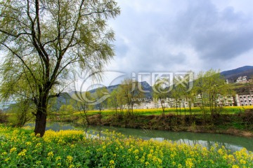 古蔺双沙小河油菜花柳树画里乡村