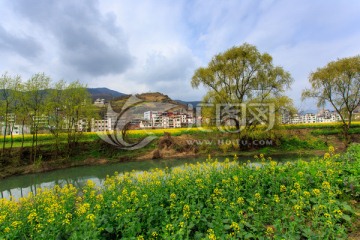 古蔺双沙小河油菜花柳树画里乡村