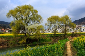 古蔺双沙小河油菜花柳树画里乡村