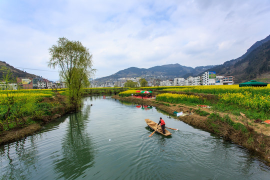 古蔺双沙油菜花小河柳树小木船