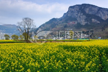 四川古蔺双沙万亩油菜花柳树