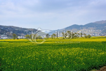 四川古蔺双沙万亩油菜花柳树