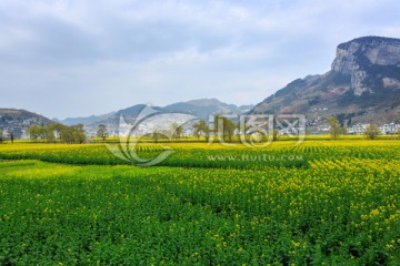 四川古蔺双沙万亩油菜花柳树