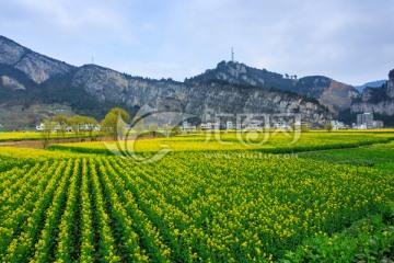 四川古蔺双沙万亩油菜花柳树