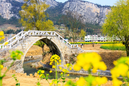 四川古蔺双沙油菜花柳树红军桥