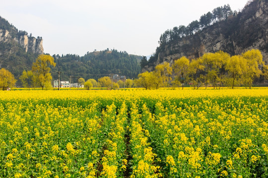 四川古蔺双沙万亩油菜花柳树